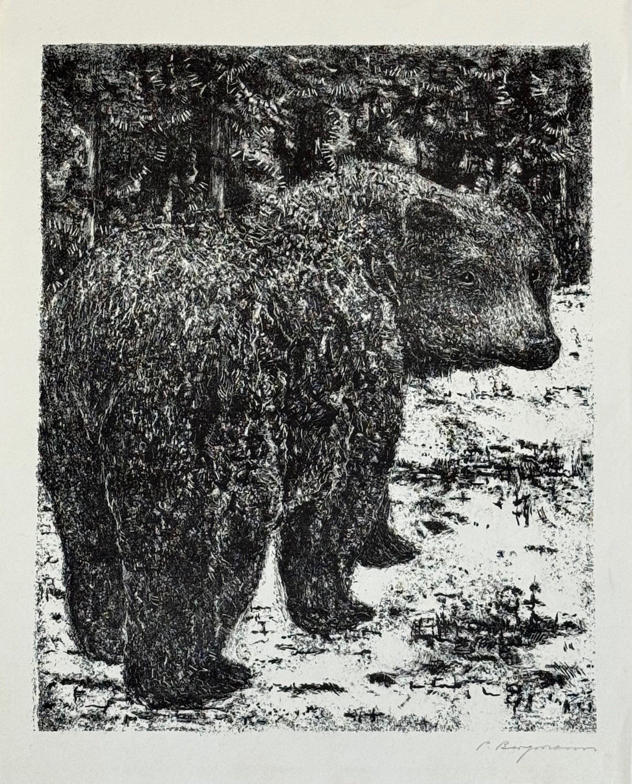 Bergmann Peter, «Bär» 800